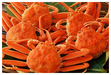 【豊洲市場うまいもん】兵庫県香住産「浜茹でせこ蟹」